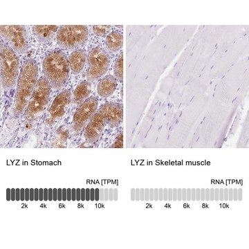 Anti-LYZ antibody produced in rabbit