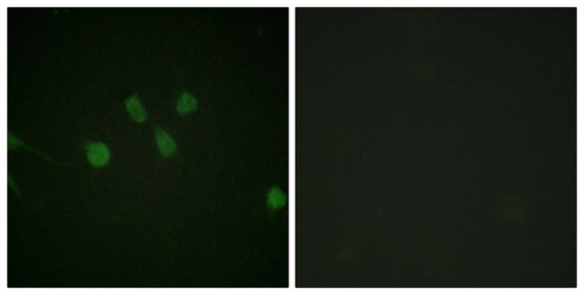 Anti-MAD1 antibody produced in rabbit