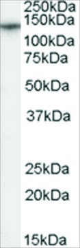 Anti-CACNA2D1 antibody produced in goat