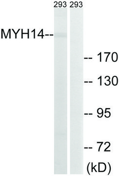 Anti-MYH14 antibody produced in rabbit