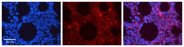 Anti-EPOR antibody produced in rabbit