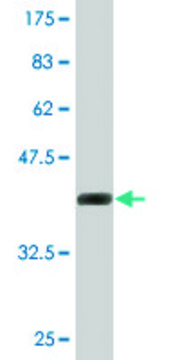 Monoclonal Anti-SUMO2 antibody produced in