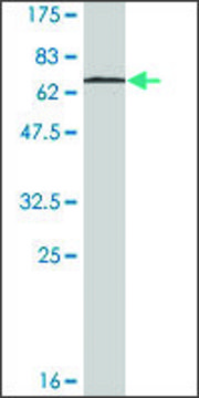 Monoclonal Anti-STAC3 antibody produced in