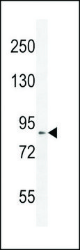 ANTI-DDX11 (CENTER) antibody produced in