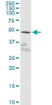 Anti-GPR61 antibody produced in mouse