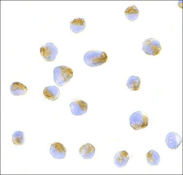 Anti-BCL-B antibody produced in rabbit