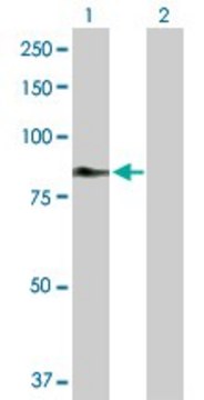 Anti-C2 antibody produced in rabbit