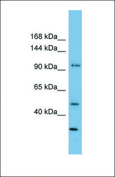 Anti-FAM35A, (N-terminal) antibody produced in