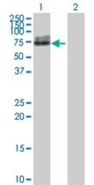 Anti-ALPL antibody produced in rabbit