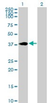 Anti-HOXC4 antibody produced in rabbit