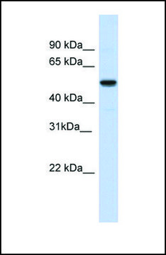 Anti-IRX3, (N-terminal) antibody produced in