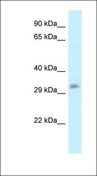 Anti-POPDC3 antibody produced in rabbit