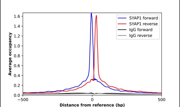 Anti-SYAP1 antibody produced in rabbit