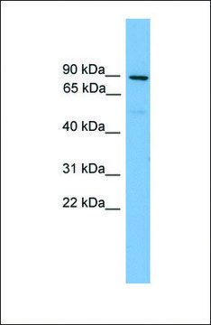Anti-MFN1 antibody produced in rabbit