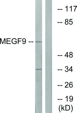 Anti-MEGF9 antibody produced in rabbit
