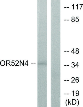 Anti-OR52N4 antibody produced in rabbit