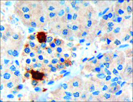 Anti-Pancreatic polypeptide/PPY antibody produced in
