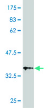 Monoclonal Anti-UGT1A3 antibody produced in