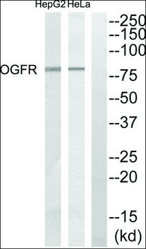 Anti-OGFR antibody produced in rabbit