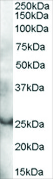 Anti-GRAP antibody produced in goat