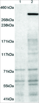 Anti-Neurobeachin antibody produced in goat