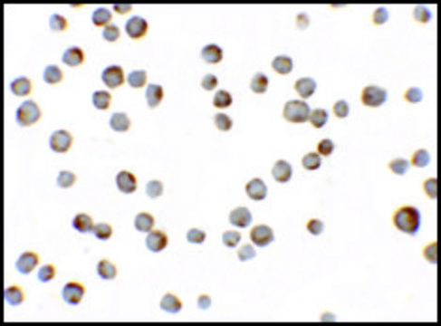 Anti-HIGD1A antibody produced in rabbit