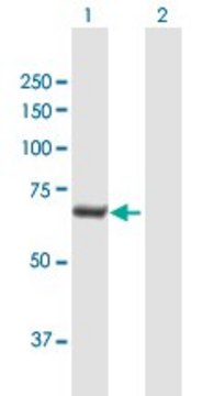 Anti-C20orf186 antibody produced in mouse