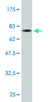 Monoclonal Anti-SQSTM1 antibody produced in