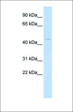 Anti-HTR4 antibody produced in rabbit