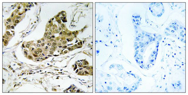 Anti-RTCD1 antibody produced in rabbit