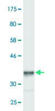 Monoclonal Anti-HERC3 antibody produced in