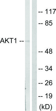Anti-AKT antibody produced in rabbit