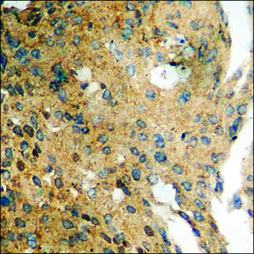 Anti-phospho-DARPP-32 (pThr³?) antibody produced in