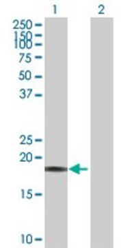 Anti-CAPS antibody produced in rabbit
