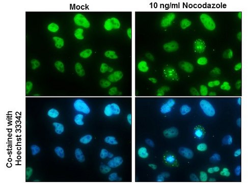 Monoclonal Anti-NuMA antibody produced in
