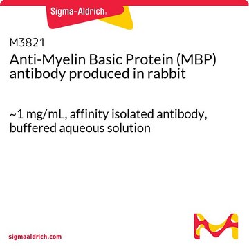 Anti-Myelin Basic Protein (MBP) antibody