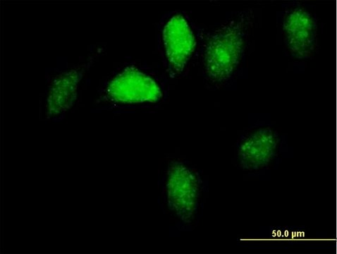 Anti-GNL1 antibody produced in mouse
