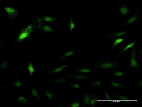 Monoclonal Anti-PSME2 antibody produced in