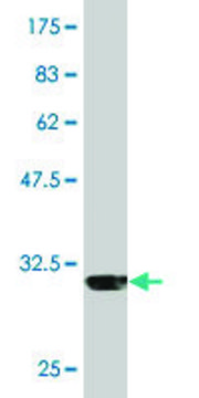Monoclonal Anti-IL8, (C-terminal) antibody produced