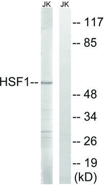 Anti-HSF1 antibody produced in rabbit