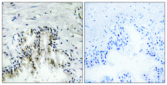 Anti-RPL31 antibody produced in rabbit