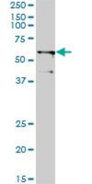 Monoclonal Anti-TRIM23, (N-terminal) antibody produced