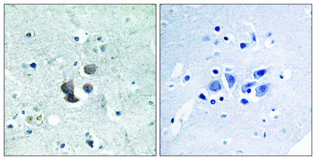Anti-IBP7 antibody produced in rabbit