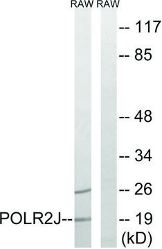 Anti-RPB11 antibody produced in rabbit