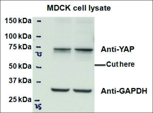 Anti-YAP1 antibody produced in goat