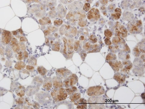Monoclonal Anti-CLEC2D antibody produced in