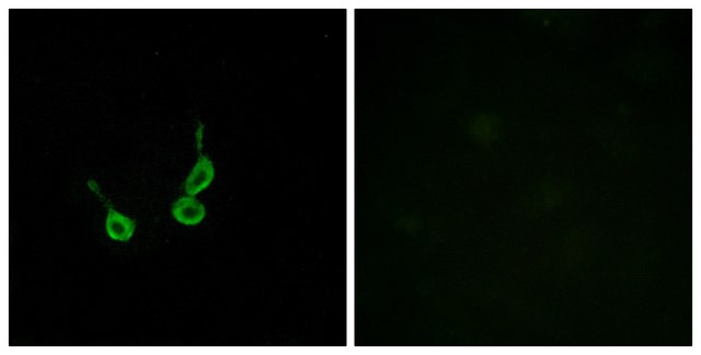 Anti-GPR150 antibody produced in rabbit