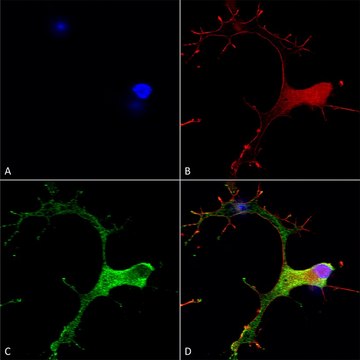 Monoclonal Anti-Cav3.1 antibody produced in