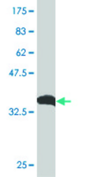 ANTI-PTCH antibody produced in mouse