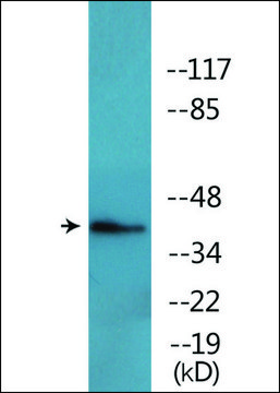 Anti-phospho-FOS (pThr²³²) antibody produced in